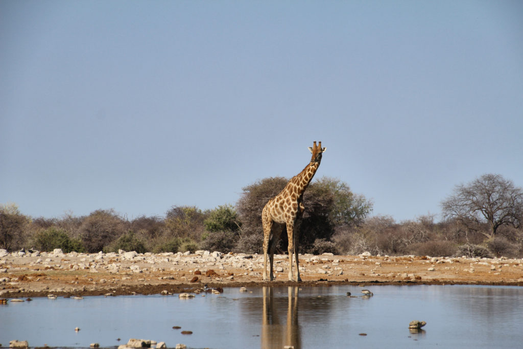 Giraffe Wasserloch 