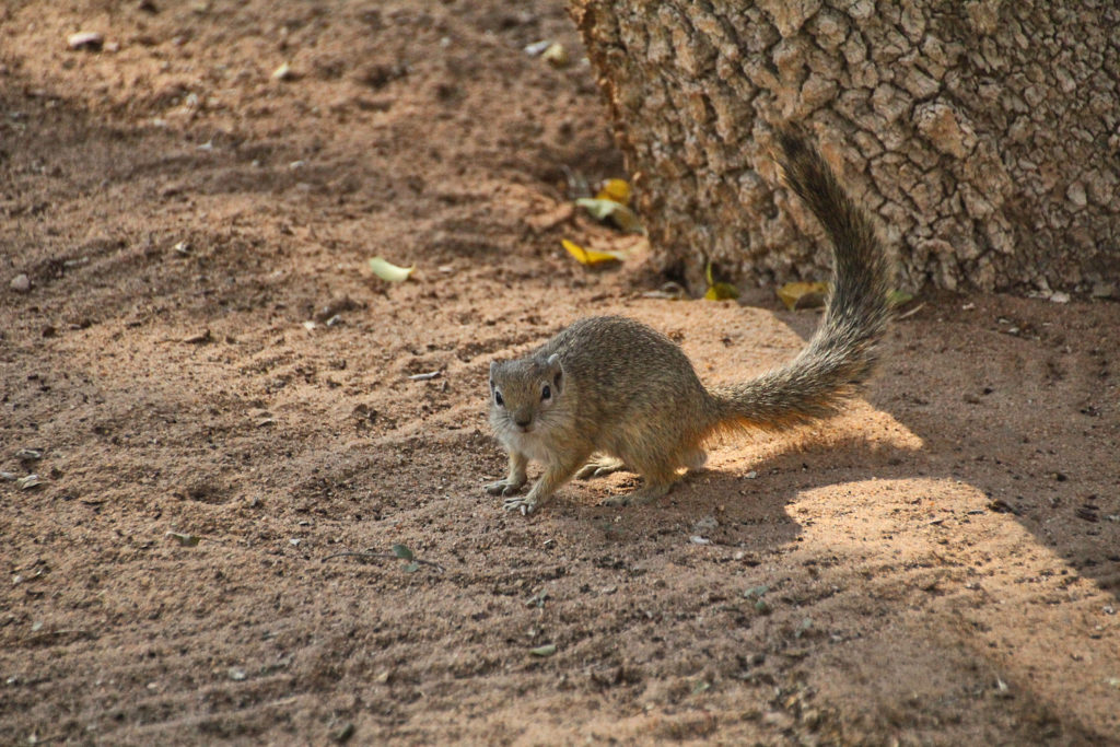 Hörnchen im Etosha Nationalpark