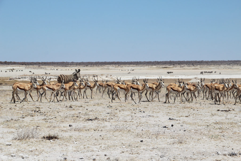 Springböcke und Zebra Etosha Nationalpark Namibia
