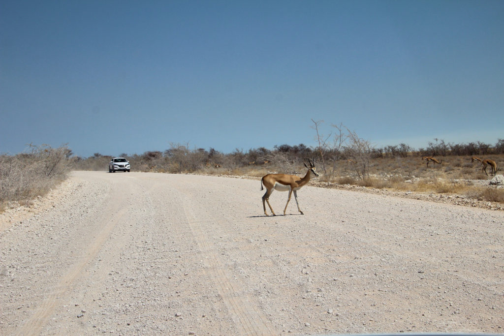 Etosha Nationalpark Namibia
