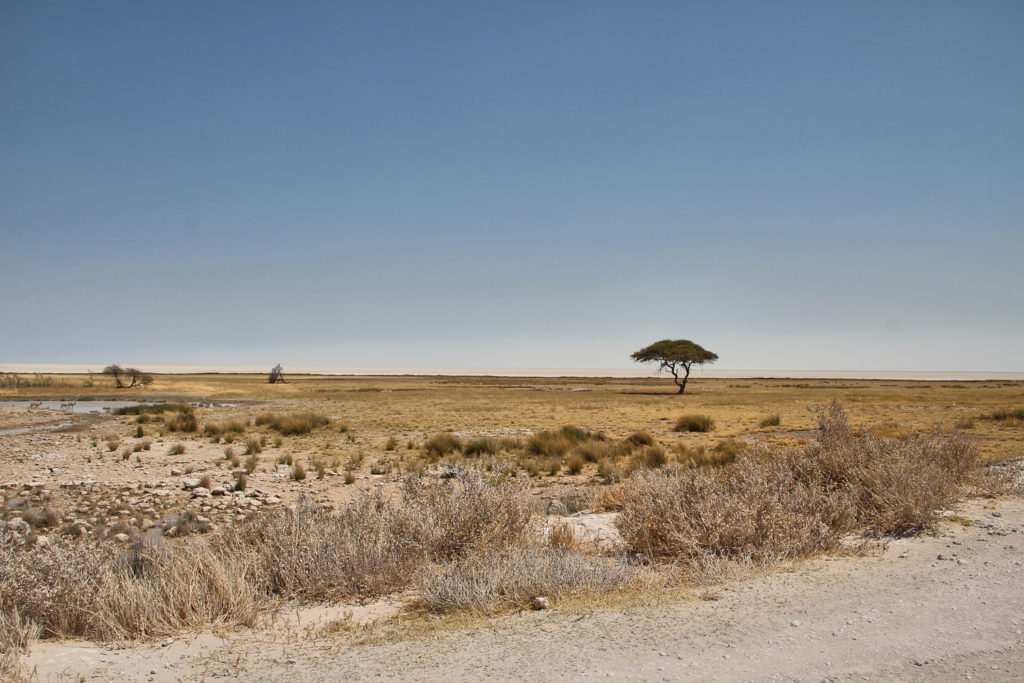 Lanschaft im Etosha Nationalpark zur Trockenzeit