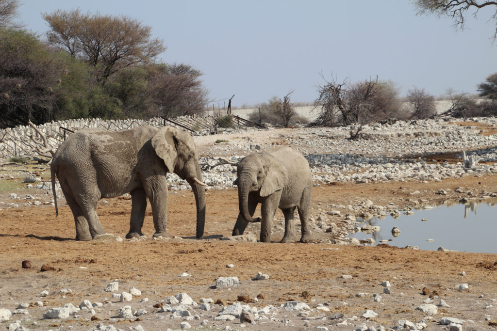 Elefanten am Wasserloch Okaukuejo Etosha Nationalpark Namibia