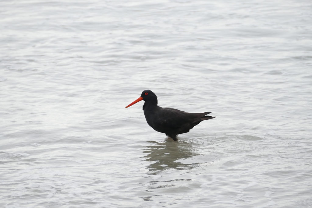 Tasmanien Rundreise Camper Bruny Island Austernfischer