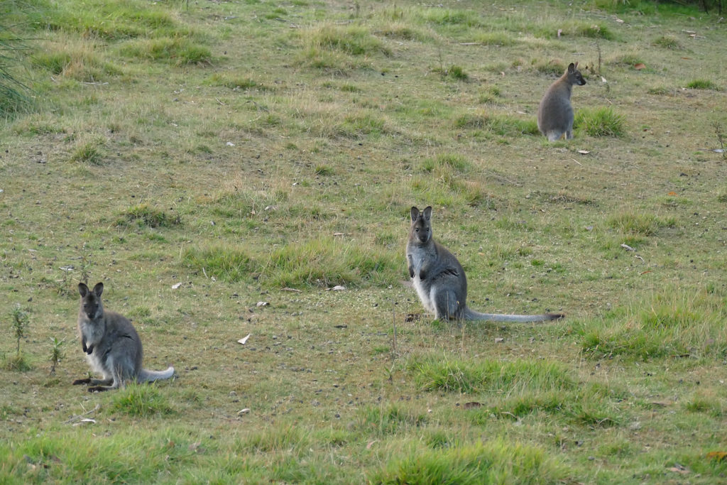 Wallabys Bruny Island Tasmanien