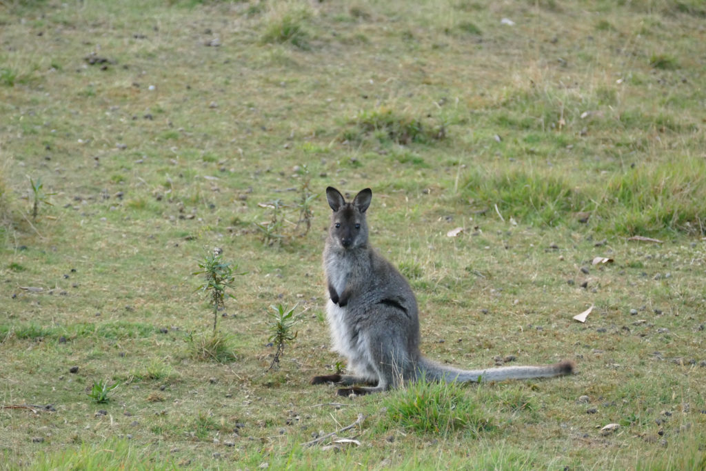 Wallabys Bruny Island Tasmanien