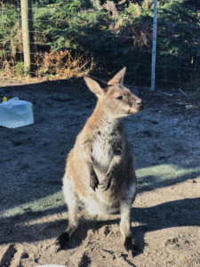 Tasmanien Wallaby Friendly Beaches