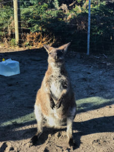Tasmanien Wallaby Friendly Beaches