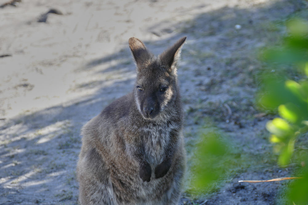 Wallaby Friendly Beaches