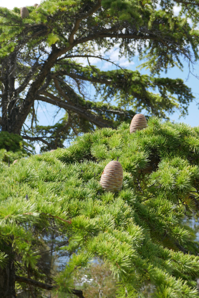 Botanischer Garten Hobart