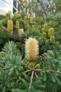 Botanischer Garten Hobart