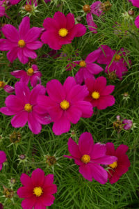 Botanischer Garten Hobart Tasmanien