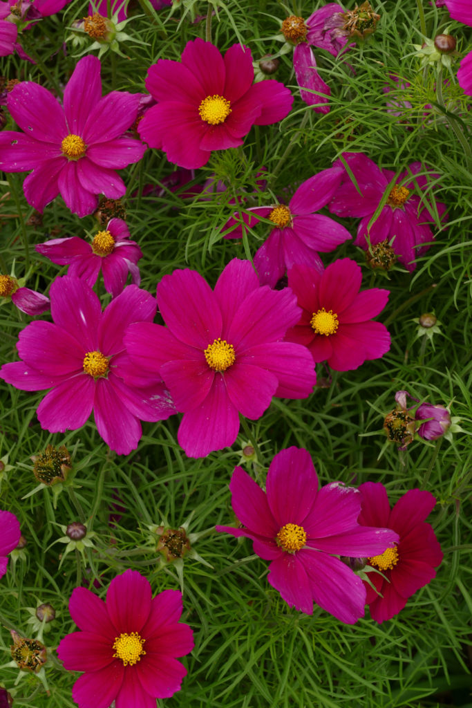 Botanischer Garten Hobart Tasmanien