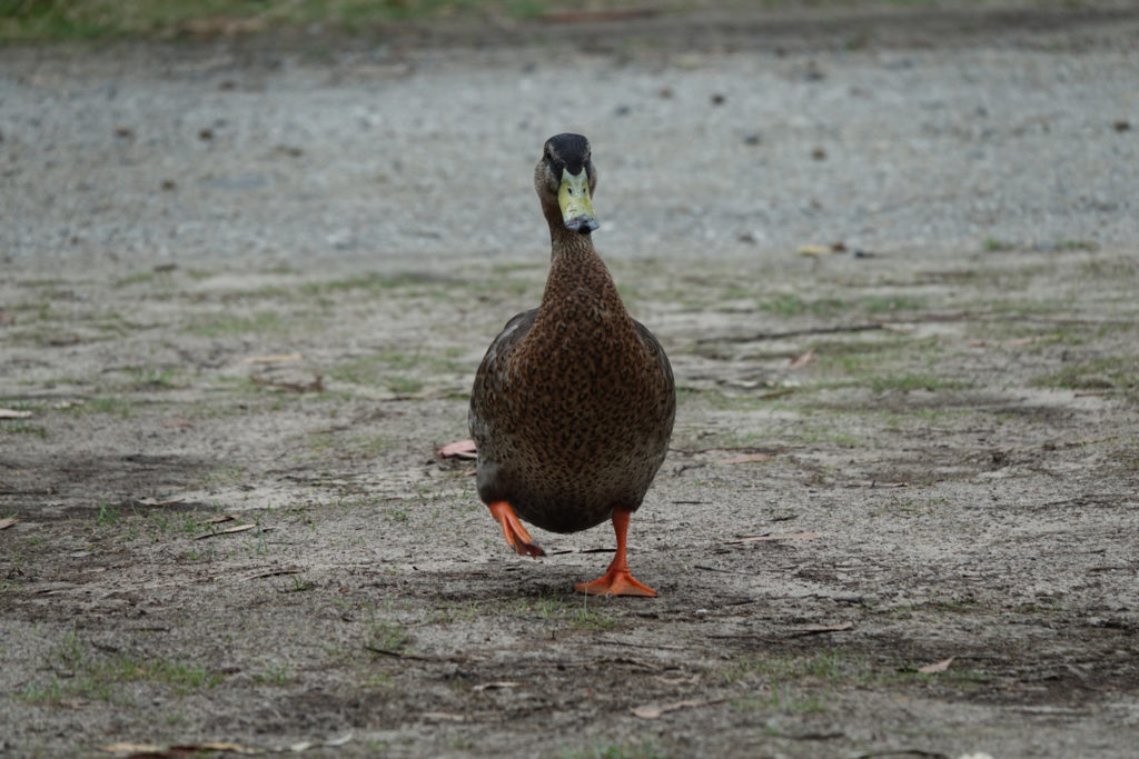 Ente Bruny Island Tasmanien