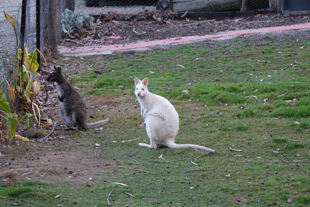 Weißes Wallaby auf Bruny Island Tasmanien Rundreise Camper