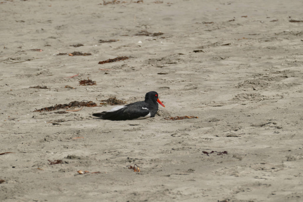 Bruny Island Adventure Bay