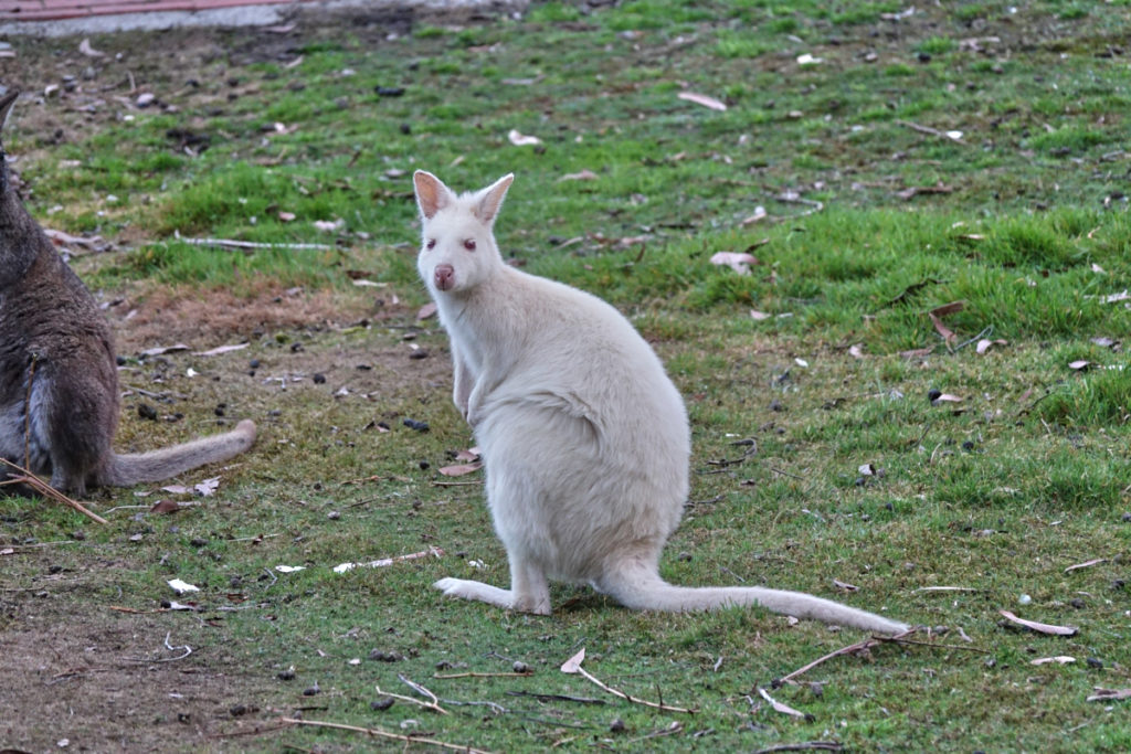 Tasmanien Sehenswürdigkeit das Weiße Wallaby