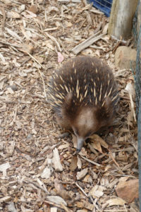 Ameisenigel Bonorong Wildlife Sanctuary