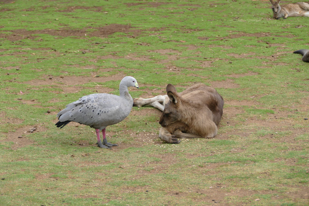 Bonorong Wildlife Sanctuary