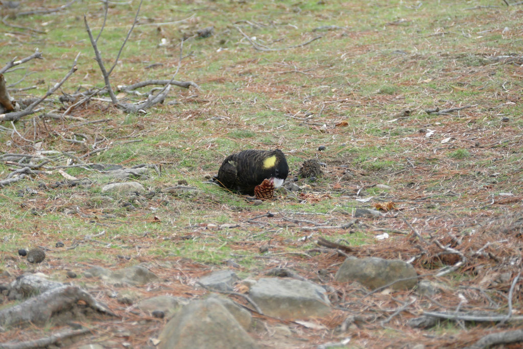 Sehenswürdigkeiten Tasmanien Gelbohr Rabenkakadu Maria Island