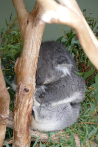 Koala Bonorong Wildlife Sanctuary