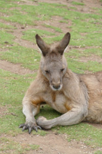 Känguru Bonorong Wildlife Center