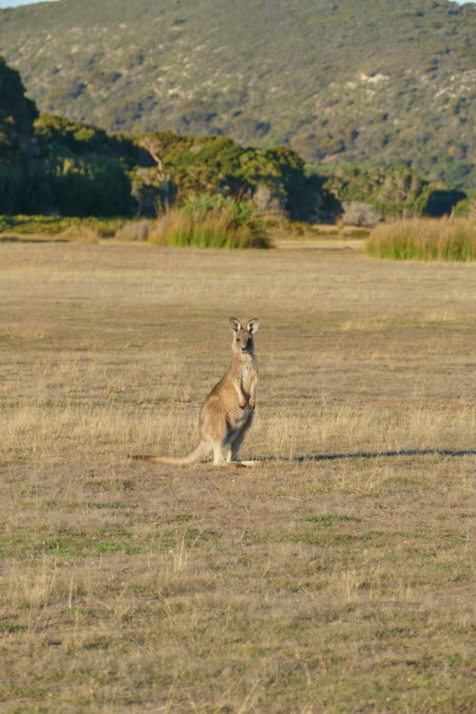 Känguru Wiese im Narawntapu Nationalpark