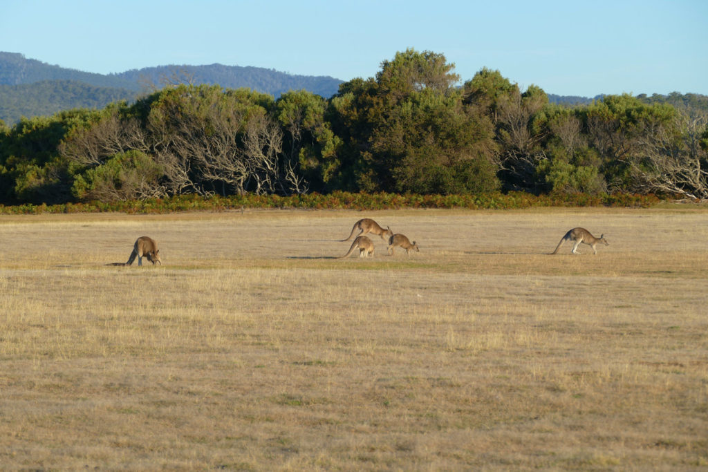 Känguru Wiese im Narawntapu Nationalpark