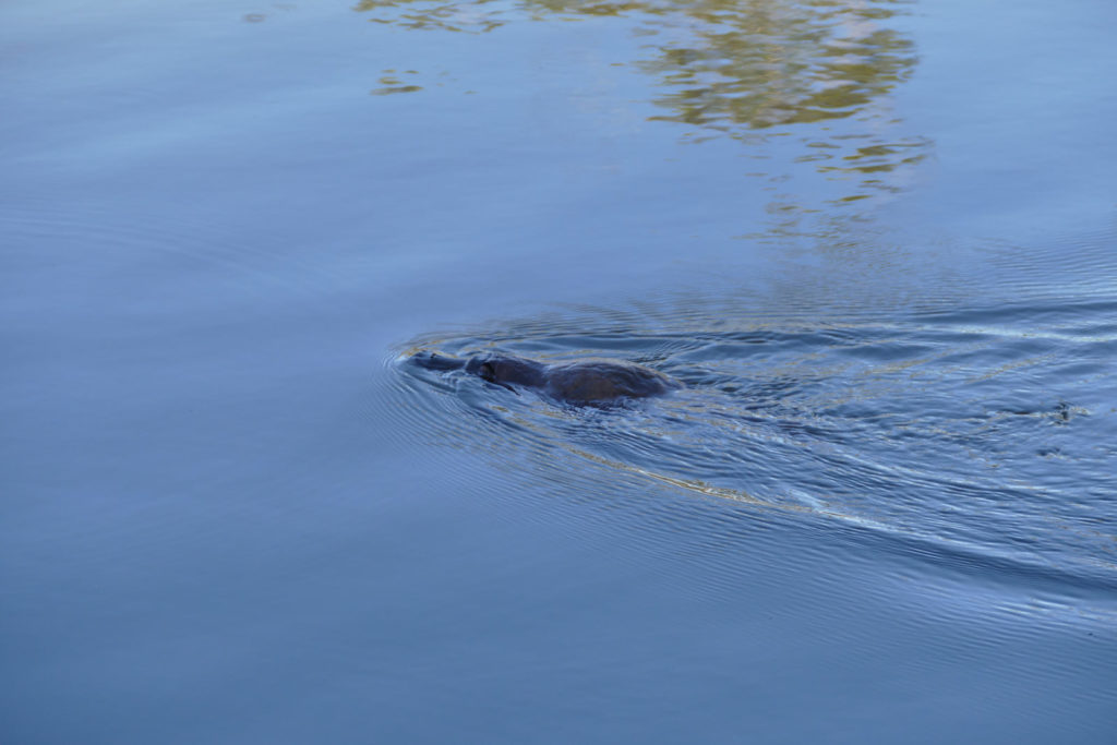 Sehenswürdigkeiten Tasmanien Platypus im Tasmanian Arboretum