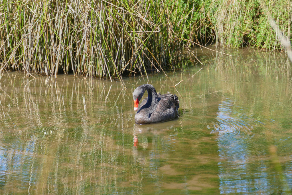 Sehenswürdigkeiten Tasmanien Schwarzer Schwan Tasmanian Arboretum