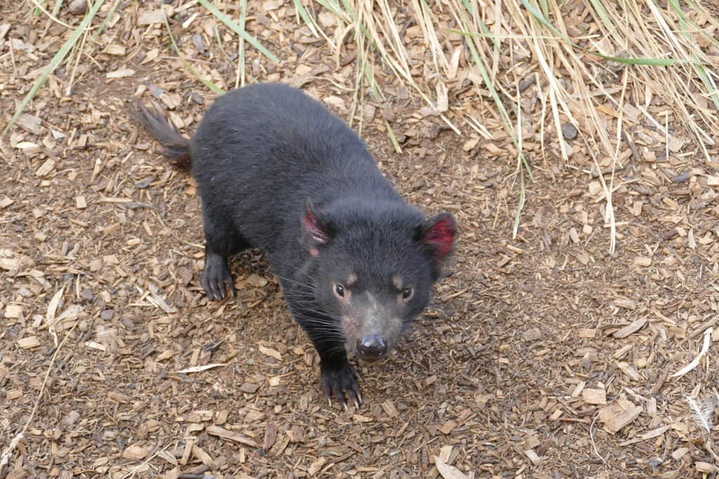 Tasmanischer Teufel Bonorong Wildlife Center