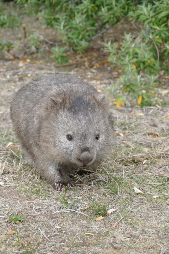 Sehenswürdigkeiten Tasmanien Wombat Maria Island