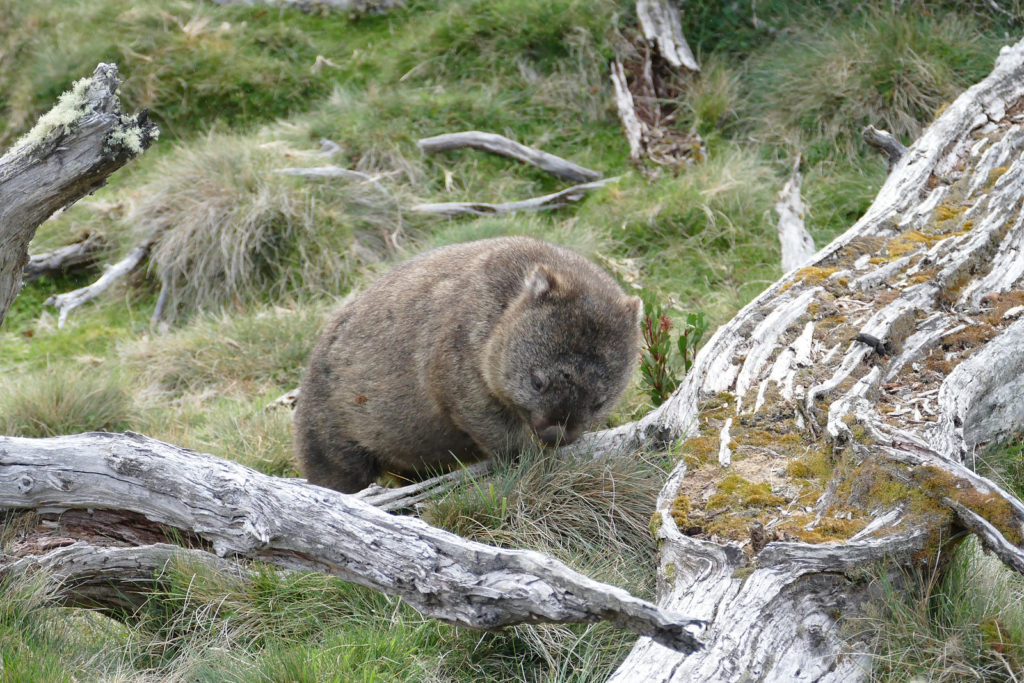 Sehenwürdigkeit Tasmanien Wombat Wiese Cradle Mountain