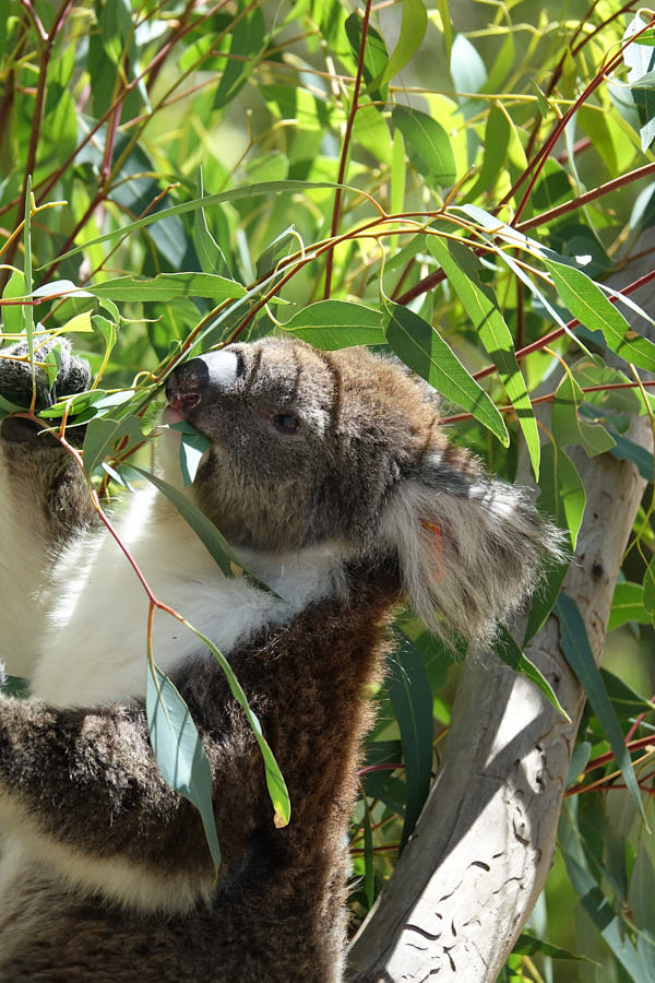 Koala Westaustralien