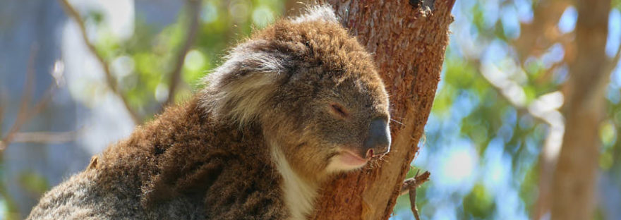 Yanchep Nationalpark_Koala