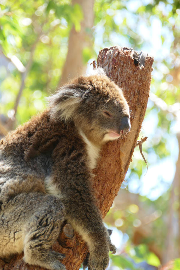 Yanchep Nationalpark Koala