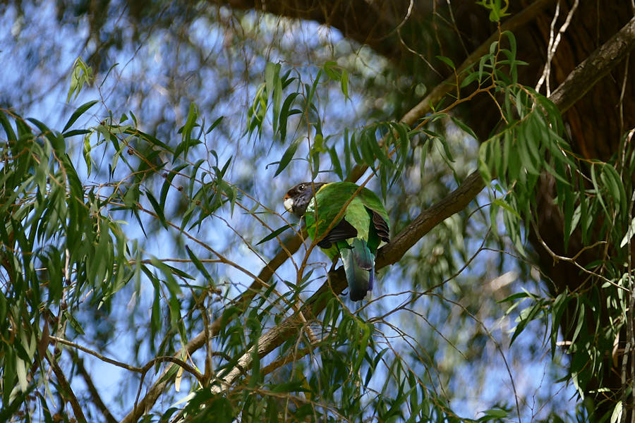 Papagei Yanchep Nationalpark