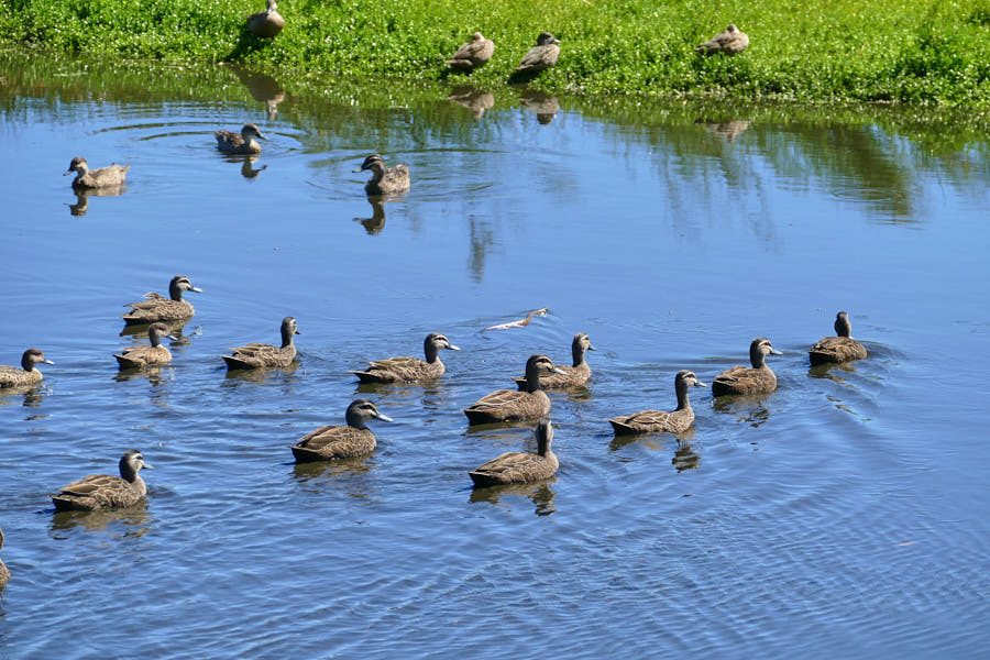 Loch McNess Yanchep Nationalpark