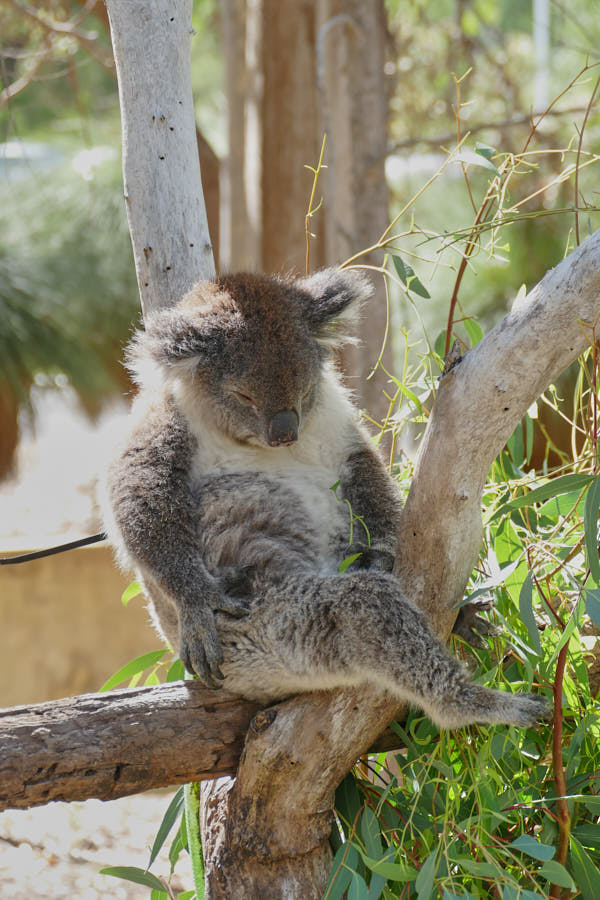 Koala Board Walk Yanchep Nationalpark