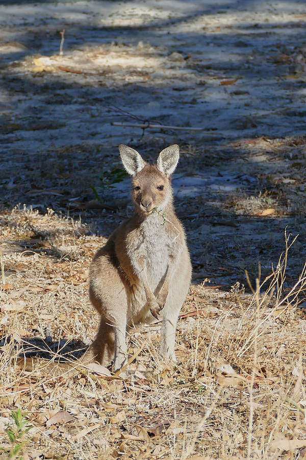Känguru Yanchep Nationalpark Westaustralien