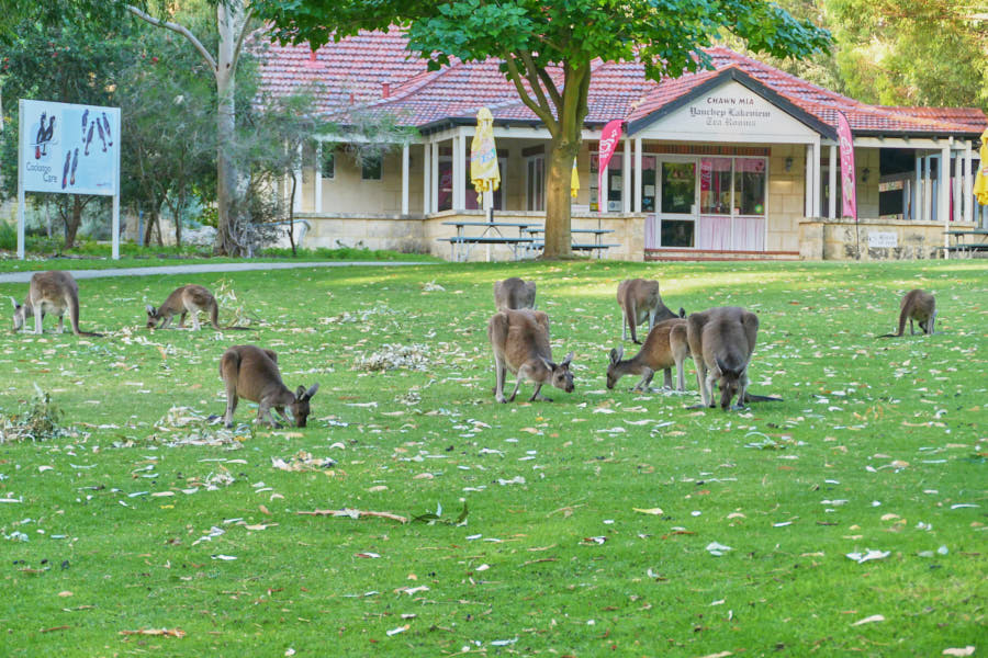 Kängurus Yanchep Nationalpark
