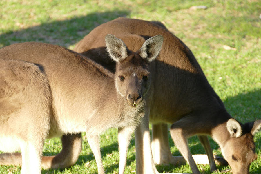 Yanchep Nationalpark