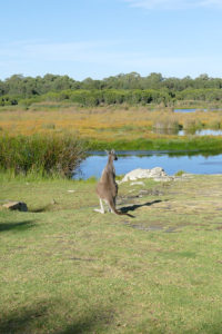 Yanchep Nationalpark