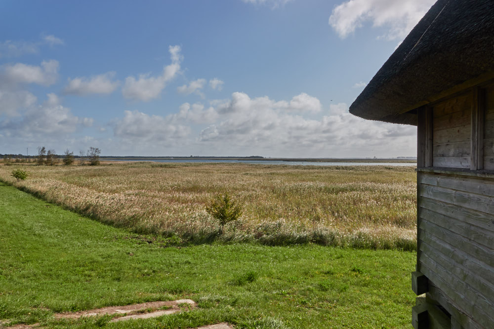 Zingst Ostsee Vogelbeobachtung