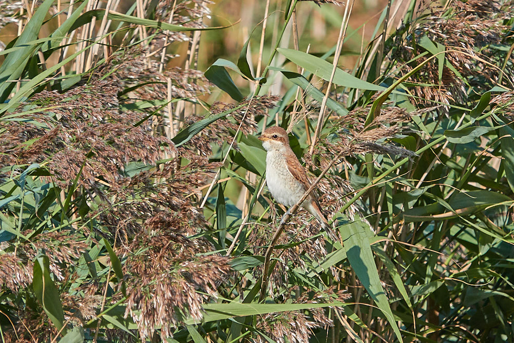 Schilfrohrsänger Vogelbeobachtung Zingst