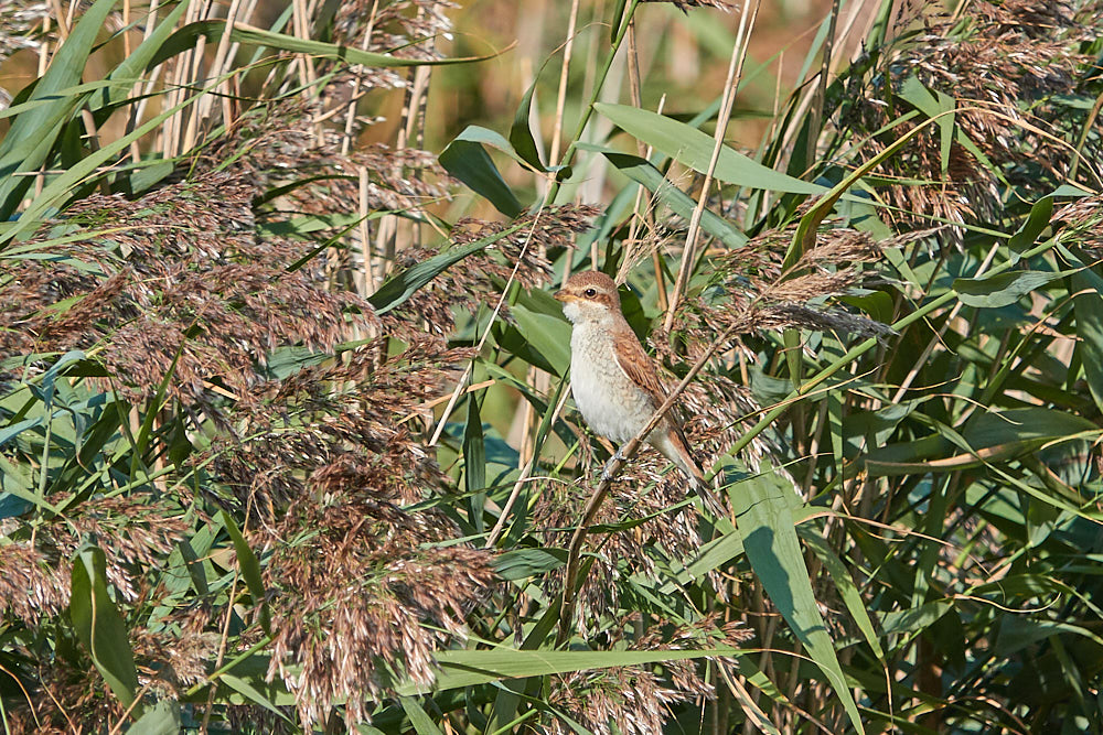 Schilfrohrsänger Vogelbeobachtung Zingst