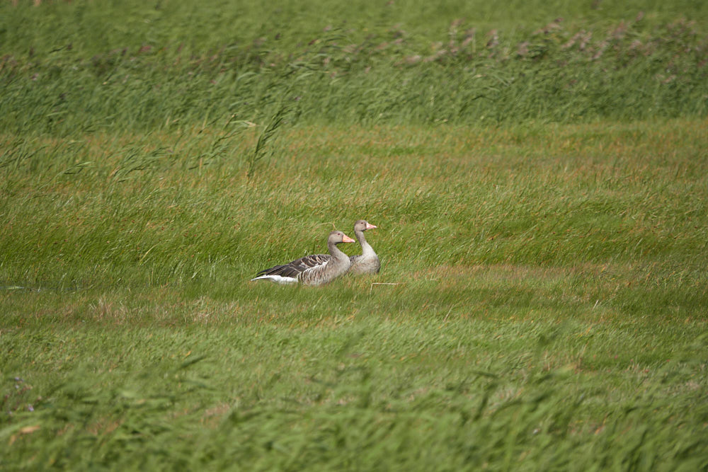 Gänse Zingst Nationalpark