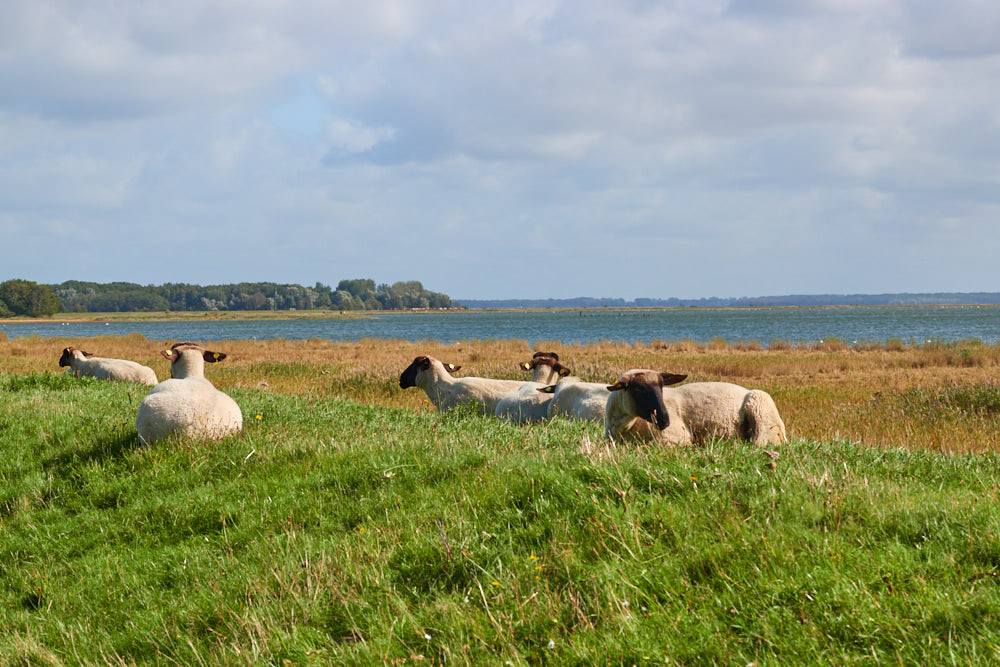 Schafe Zingst