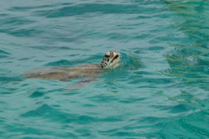 Mauritius Schildkröte Trou aux Biches