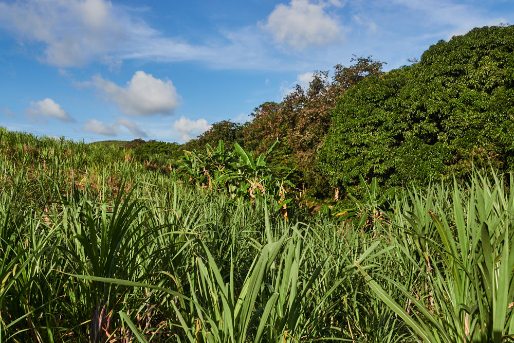 Mauritius Zuckerrohrfelder