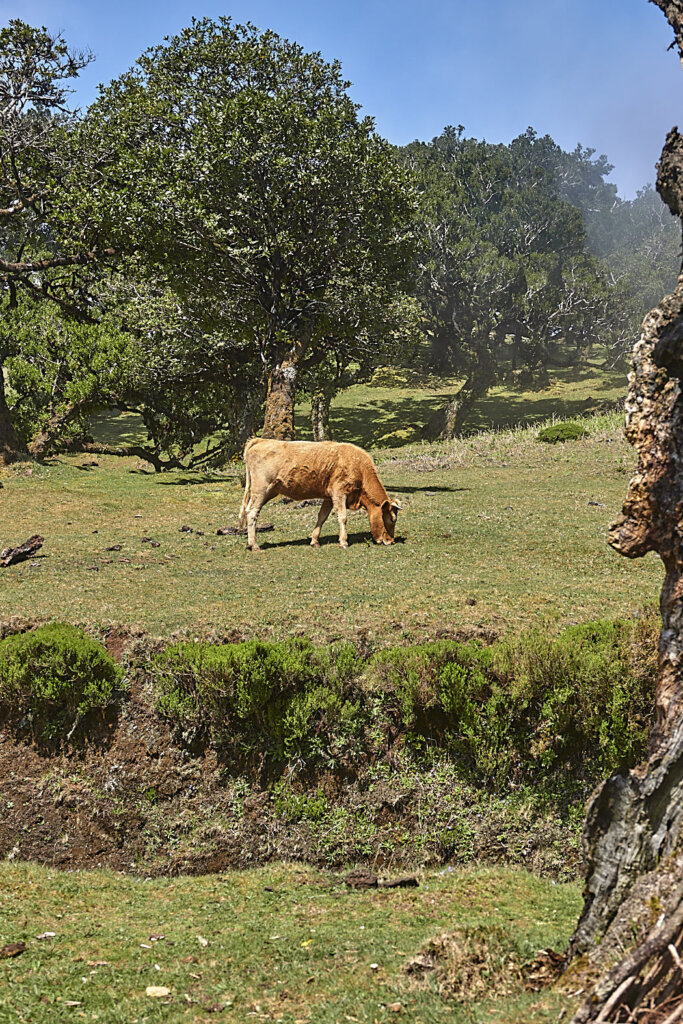 Feenwald Fanal Madeira Sehenswürdigkeiten